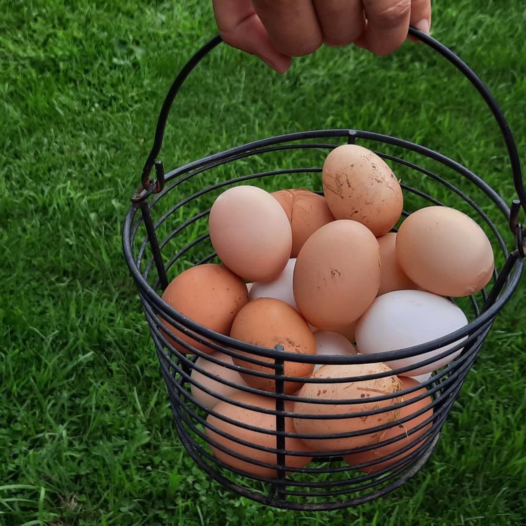 A basket of fresh eggs from the farm